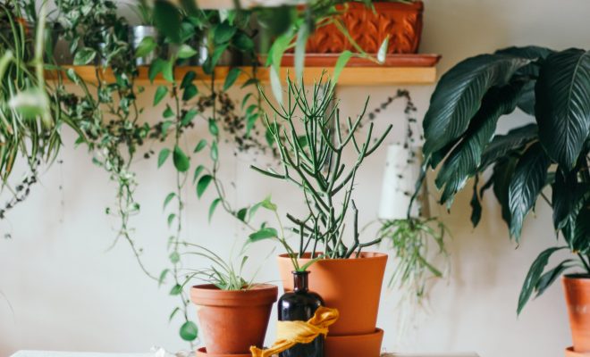 Vergeten je planten water te geven? Dit is de oplossing